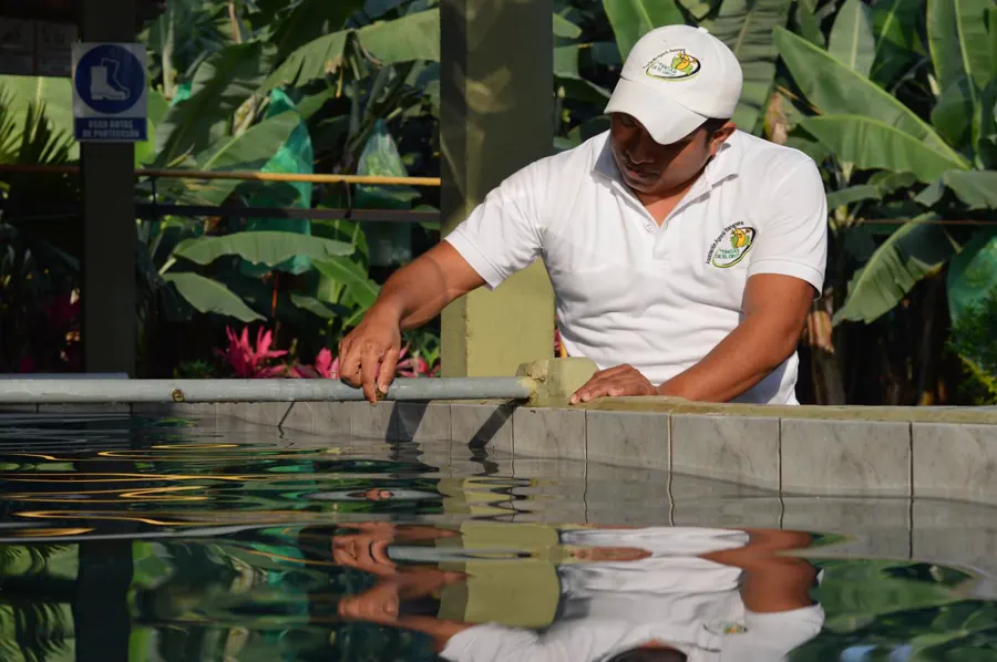 Menor Consumo de Agua - Fincas de El Oro